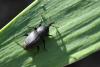 Sphenophorus striatopunctatus